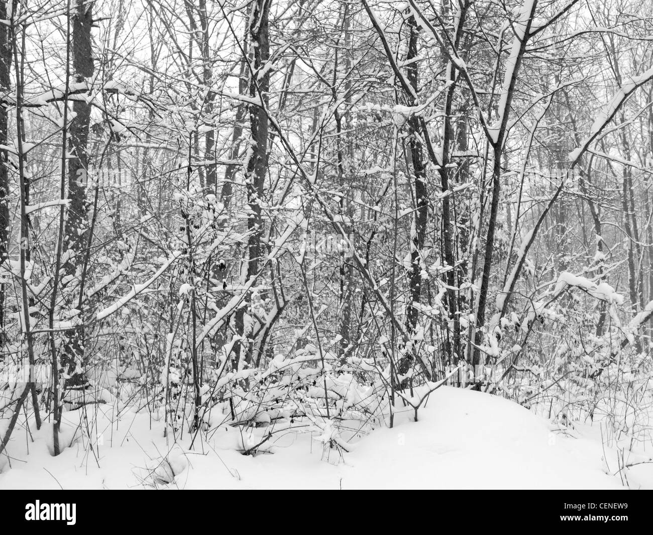 Woods in winter covered by snow Stock Photo Alamy
