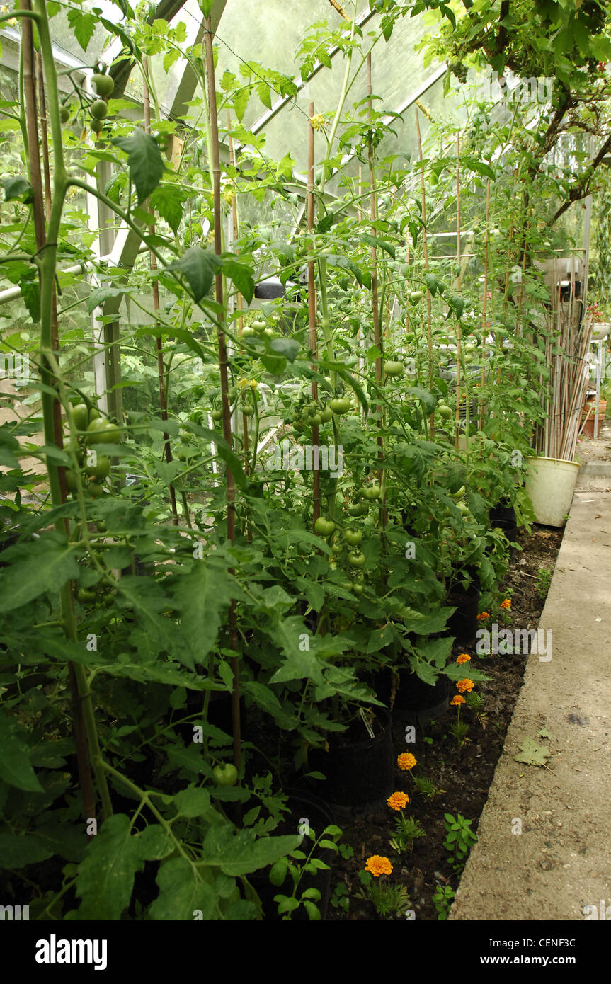 All Seasons Garden Detail image of tomato plant inside the green house Stock Photo