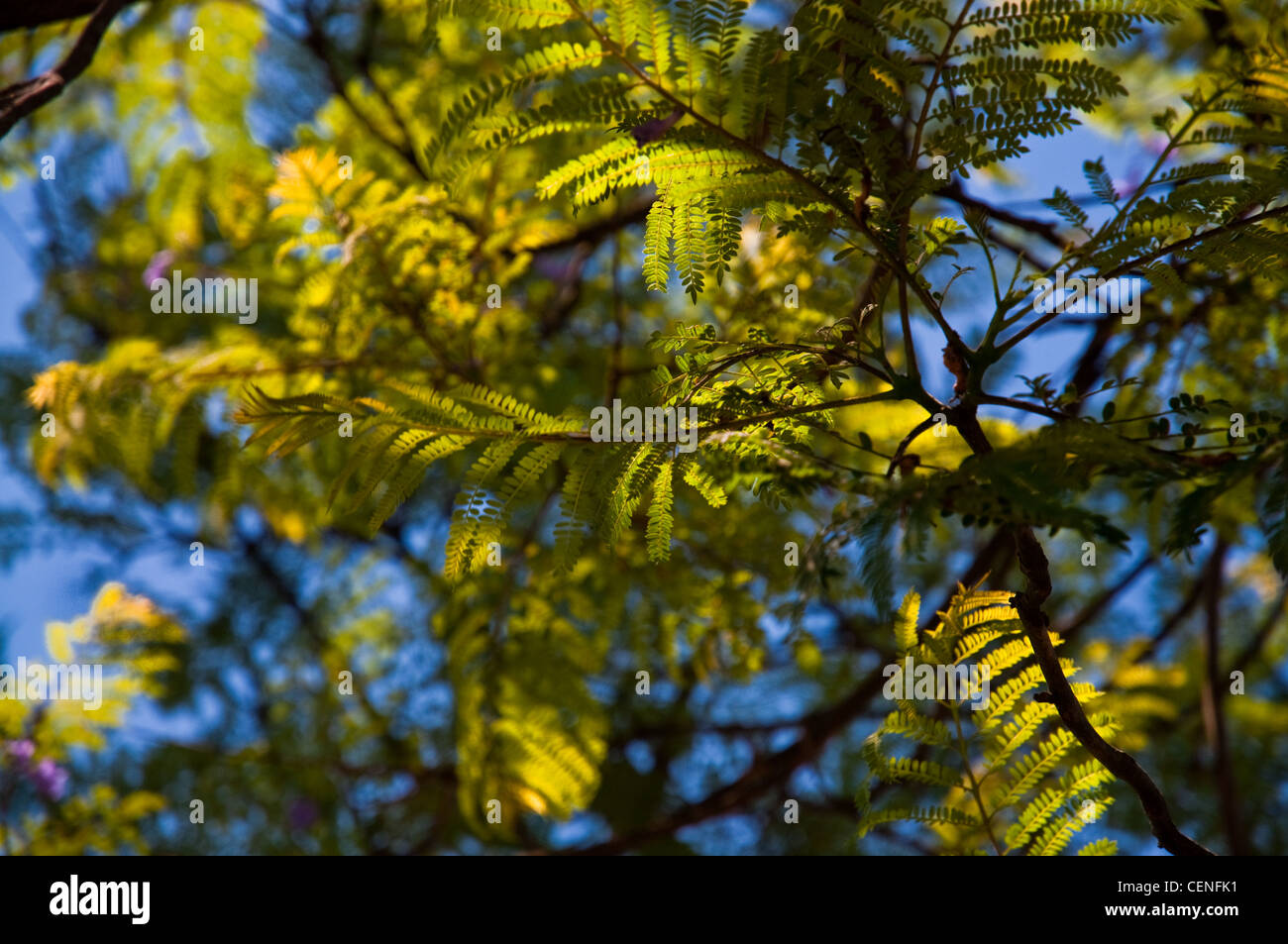 Close Up Of A Jacaranda Tree And Leaves Stock Photo Alamy Close Up Of A Jacaranda Tree And Leaves Stock Photo Alamy
