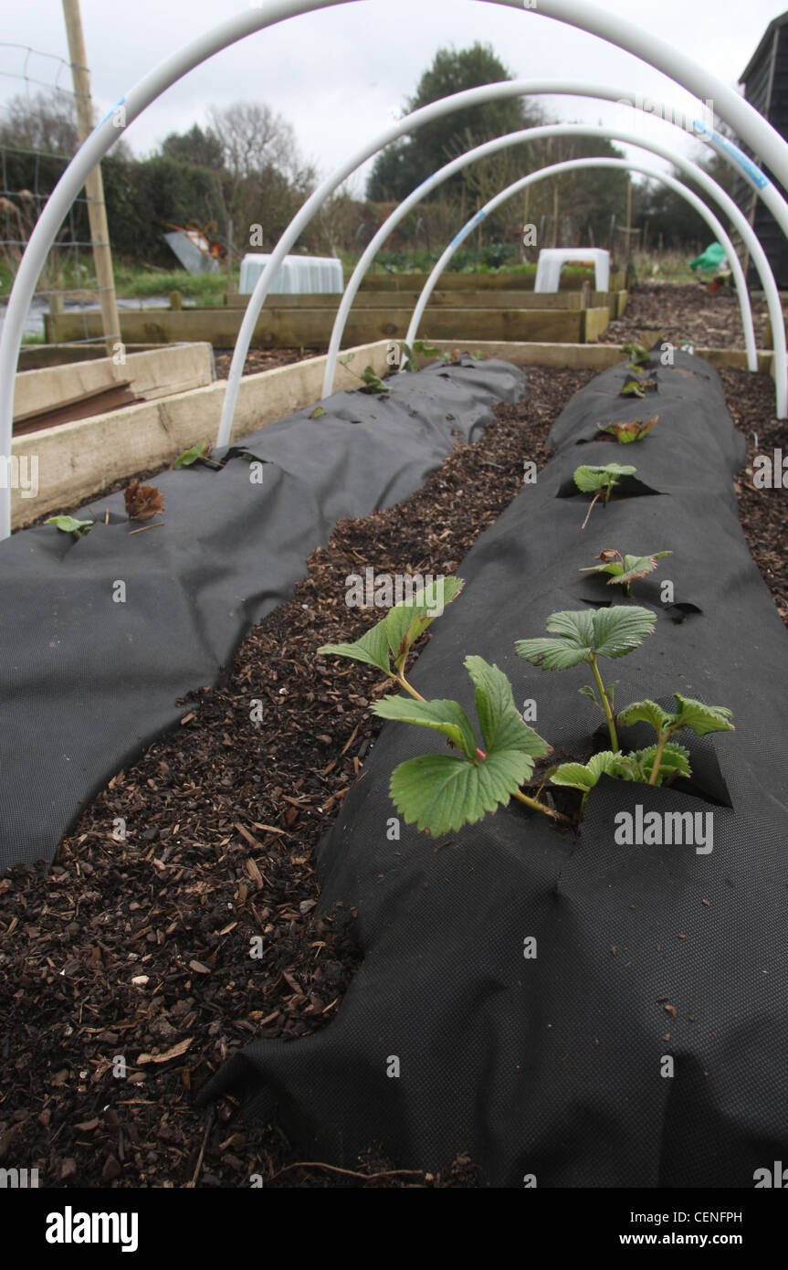 A row of strawberry plants, protected by a plastic membrane, to protect