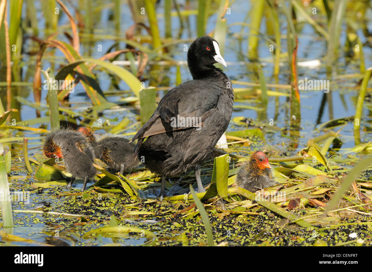 Eurasian Coot Fulica atra Adult with chicks Photographed in Victoria, Australia Stock Photo