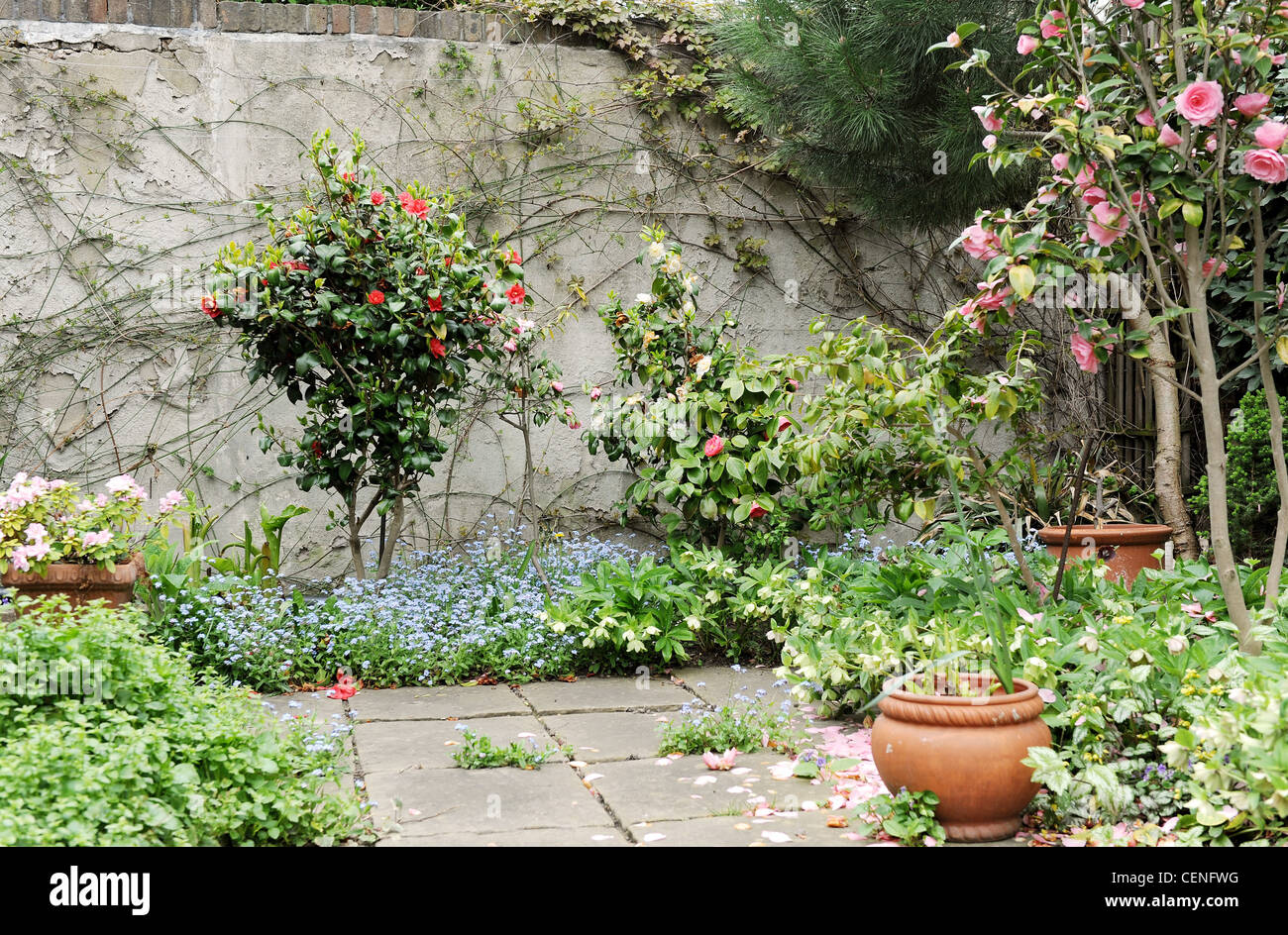 Hidden Treasure Flowering borders of Forget Me Not, Camelia bushes and ...