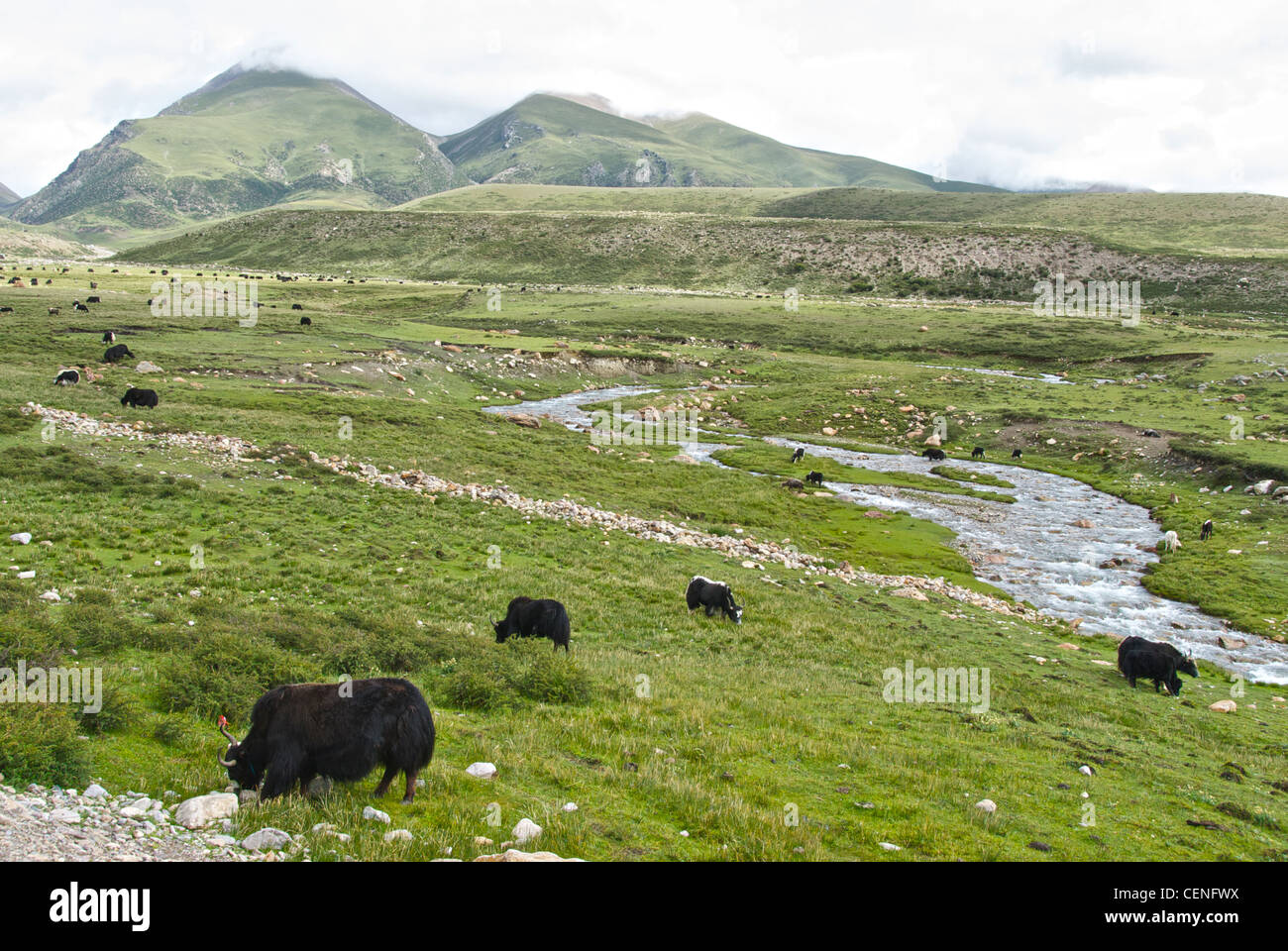 Where the Yaks roam free Stock Photo - Alamy