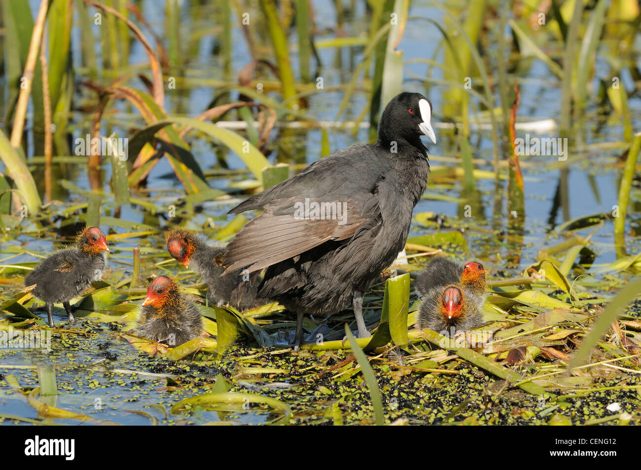 Eurasian Coot Fulica atra Adult with chicks Photographed in Victoria, Australia Stock Photo