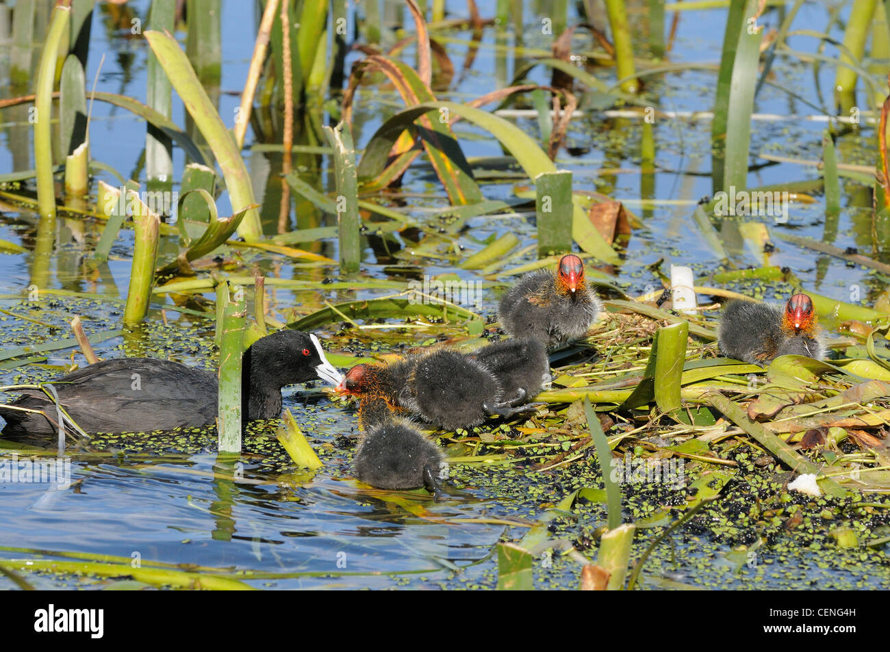 Eurasian Coot Fulica atra Adult with chicks Photographed in Victoria, Australia Stock Photo