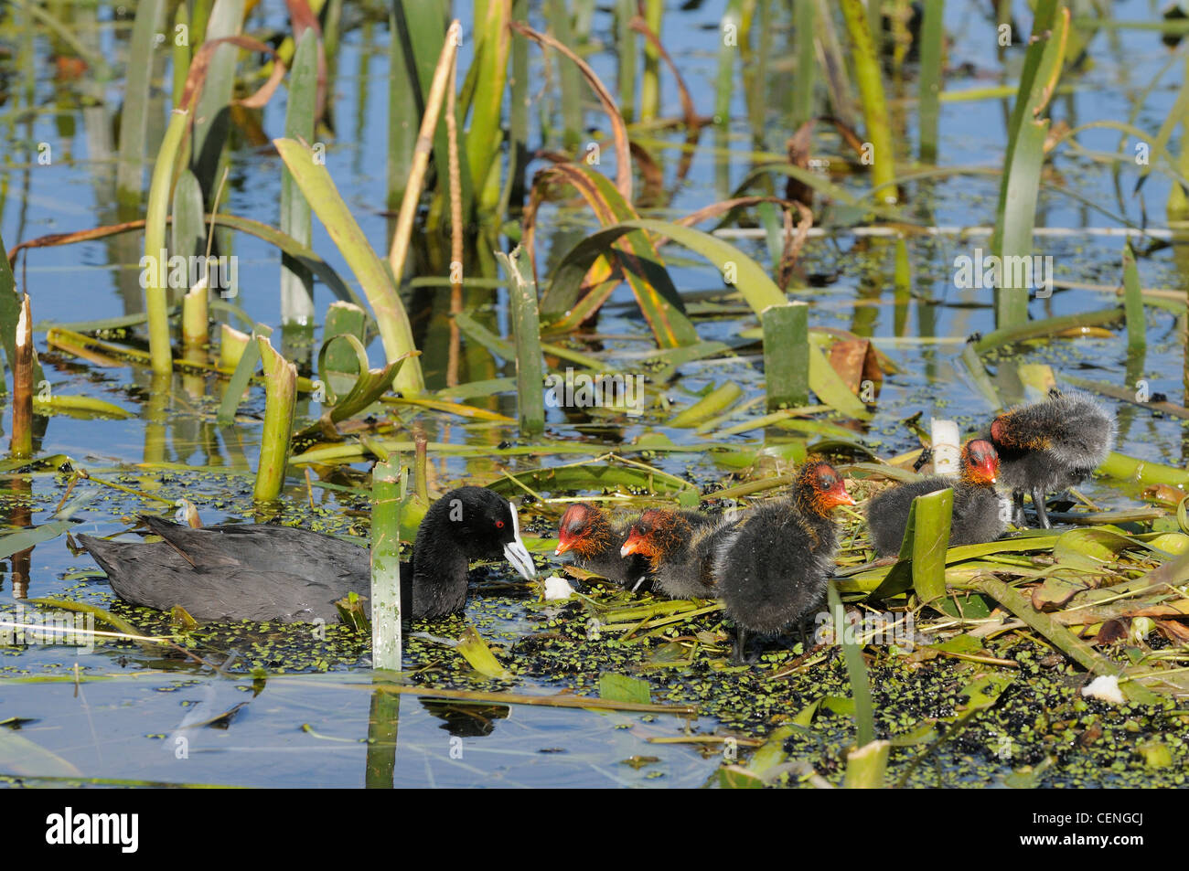 Eurasian Coot Fulica atra Adult with chicks Photographed in Victoria, Australia Stock Photo