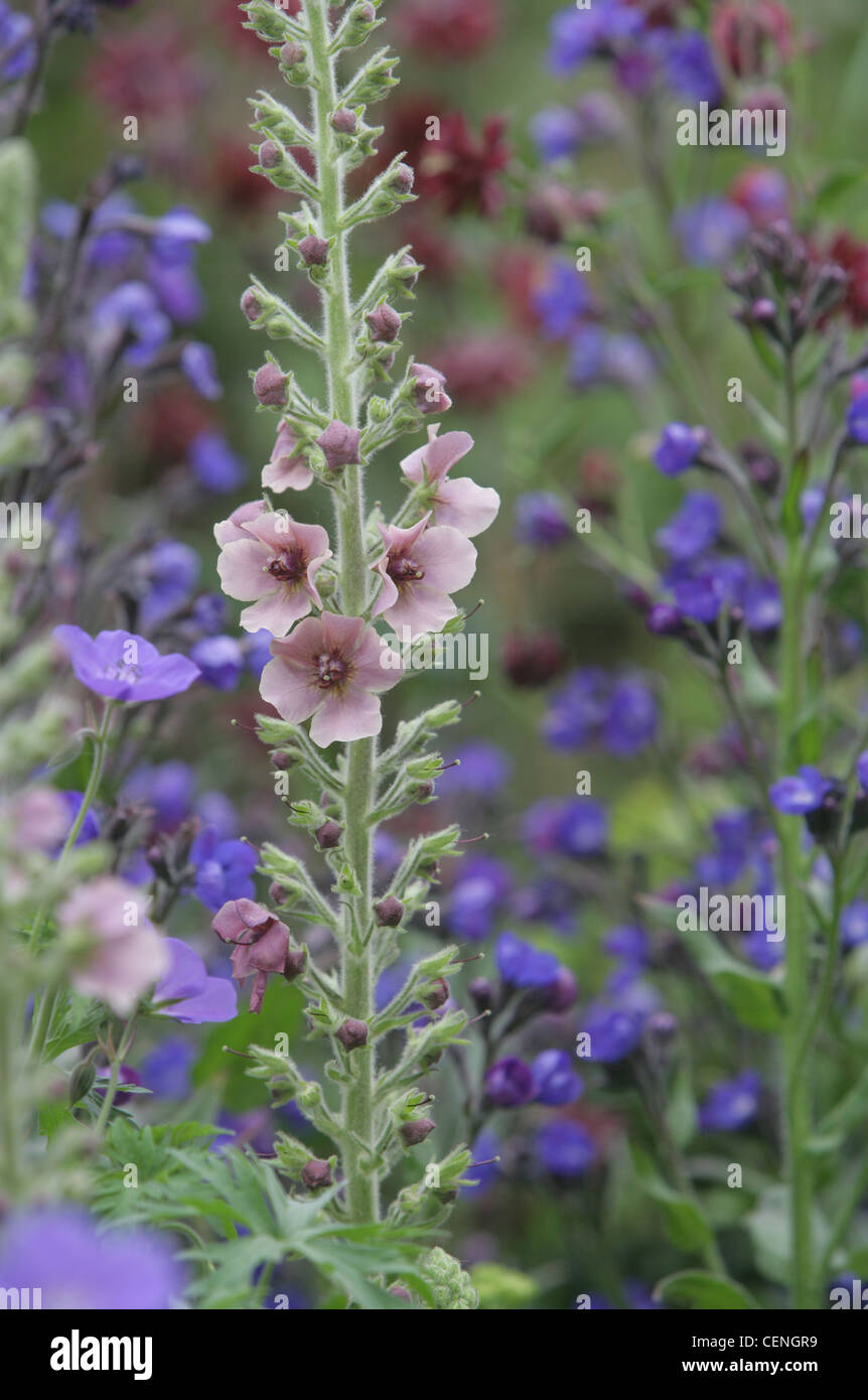 Chelsea Flower Show The QVC Garden at the Royal Horticultural Society