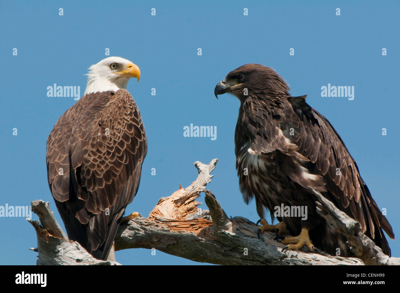 american bald eagle and juvenile on branch Stock Photo