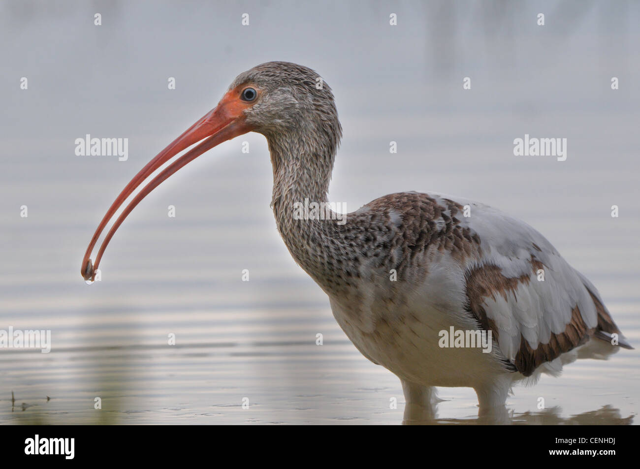 glossy ibis on ocean coast with snail in beak Stock Photo