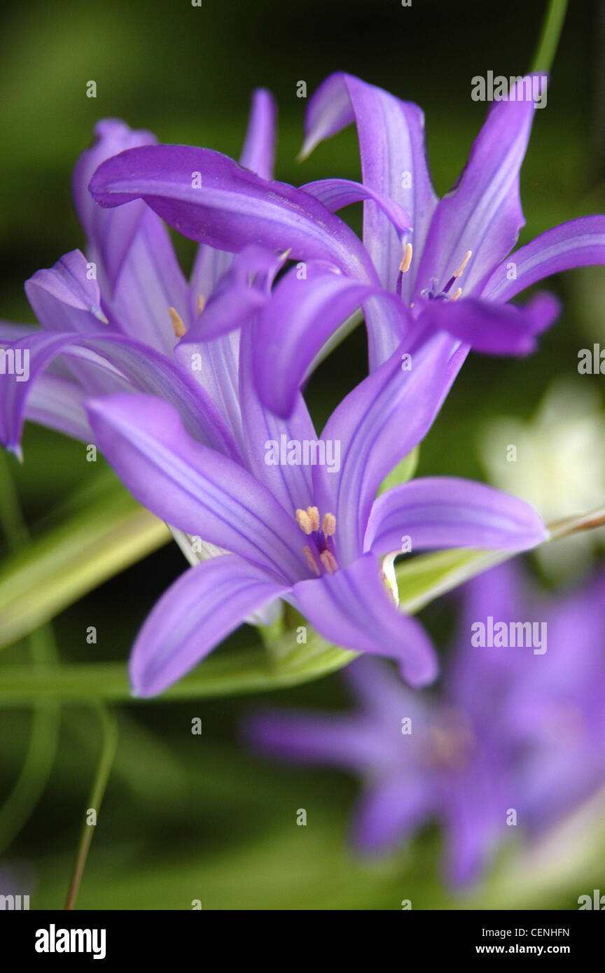 Close up image of purple Scilla flowers (Squill) Stock Photo