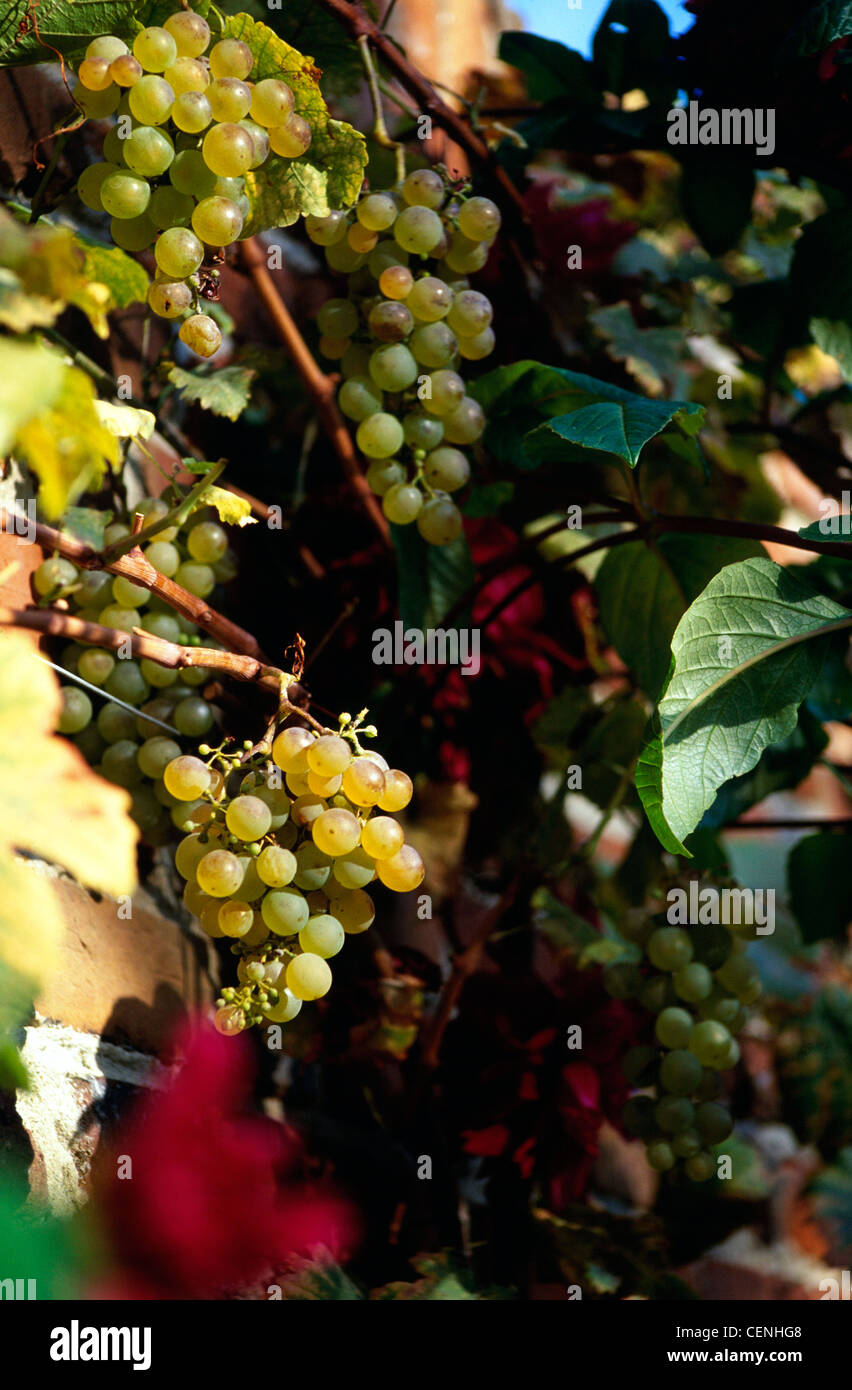 White Muscadine grapes growing on a vine in a garden in Kent, South