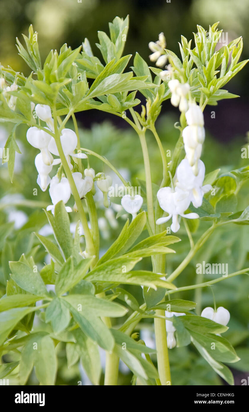The Salutation Garden in Sandwich, Kent, England Detail image of white Bleeding heart flowers (Dicentra spectabilis alba) in Stock Photo