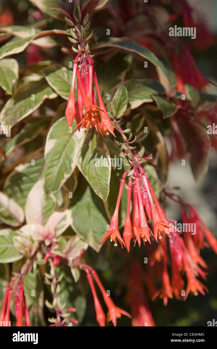 The Salutation Garden in Sandwich, Kent, England Detail image of red fuchsia flowers Stock Photo