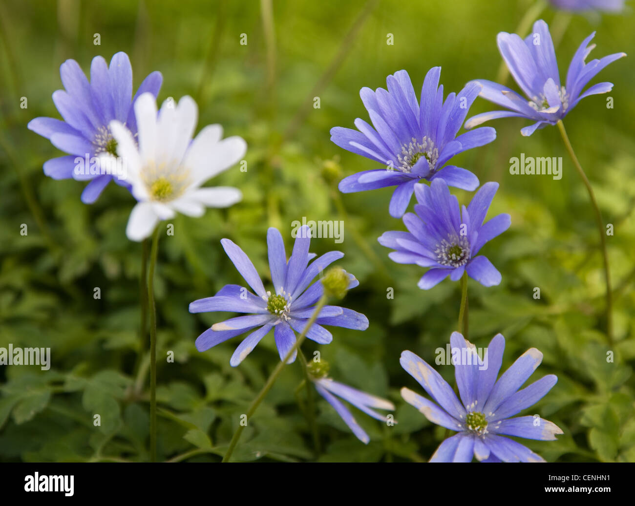 The Salutation Garden in Sandwich, Kent, England Detail image of Anemone blanda flowers Stock