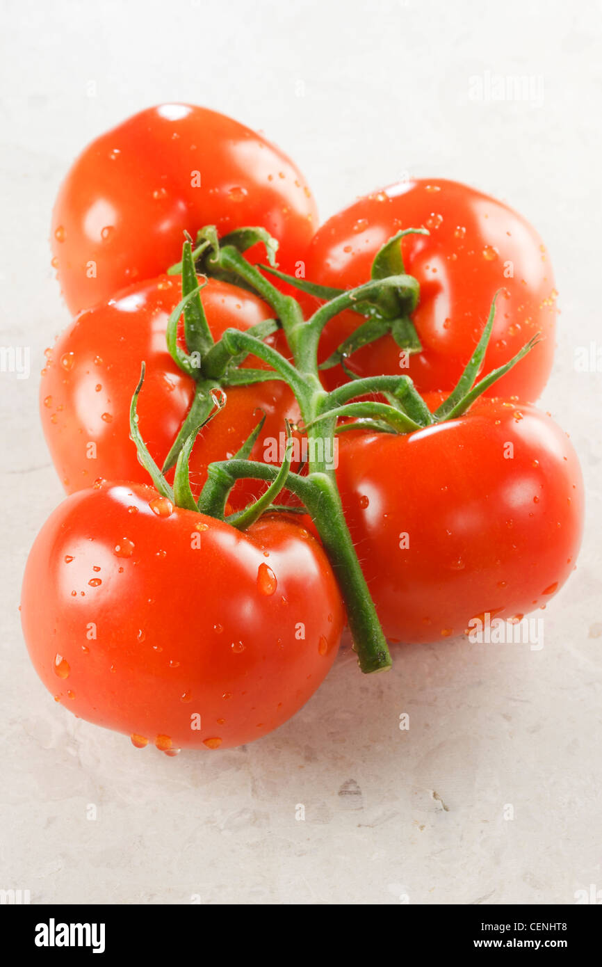 vine tomatoes with water droplets Stock Photo Alamy