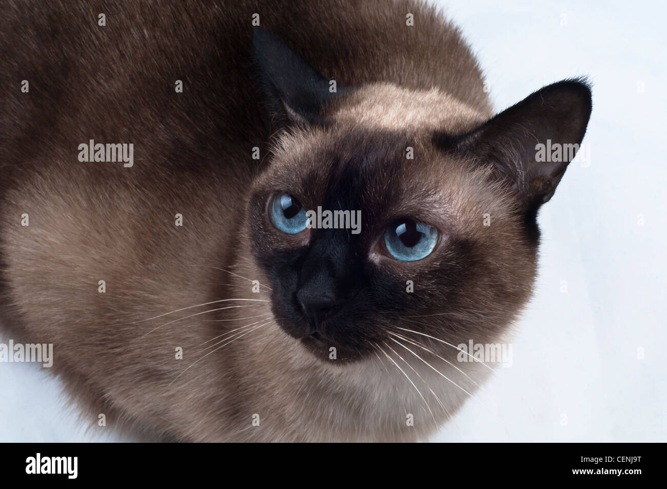 Siamese Cat looking up the Camera Stock Photo - Alamy
