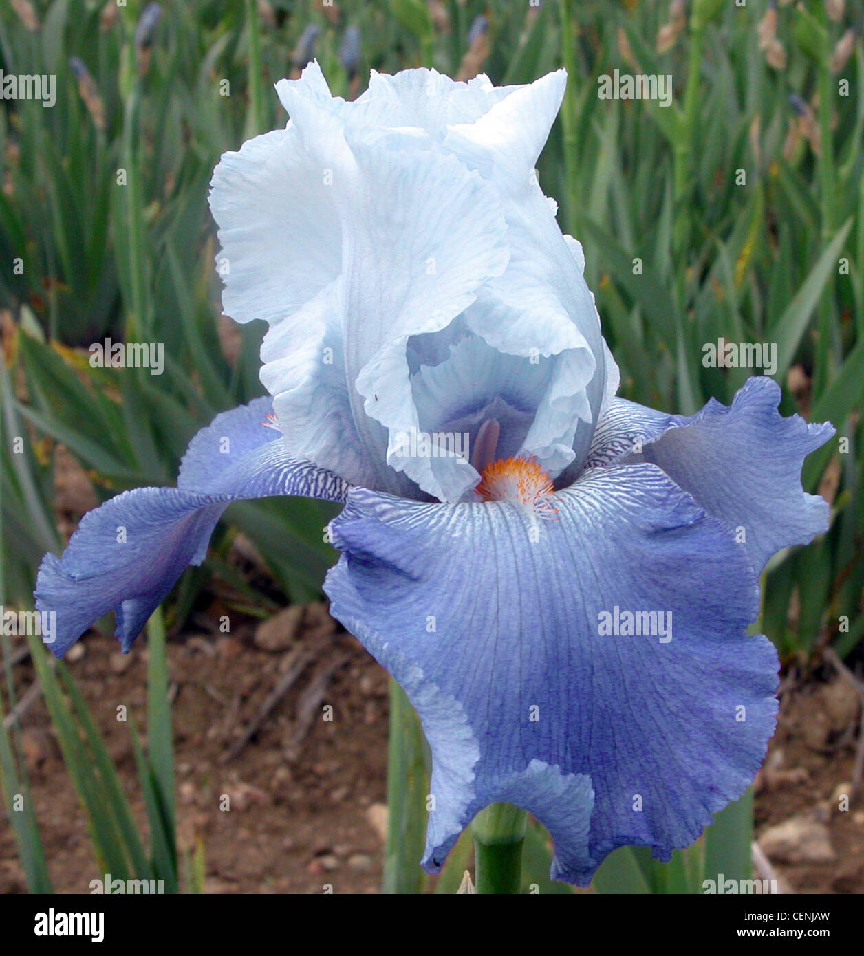 Cayeux Iris Iris nursery, owned by Richard Cayeux in Gien, France, has