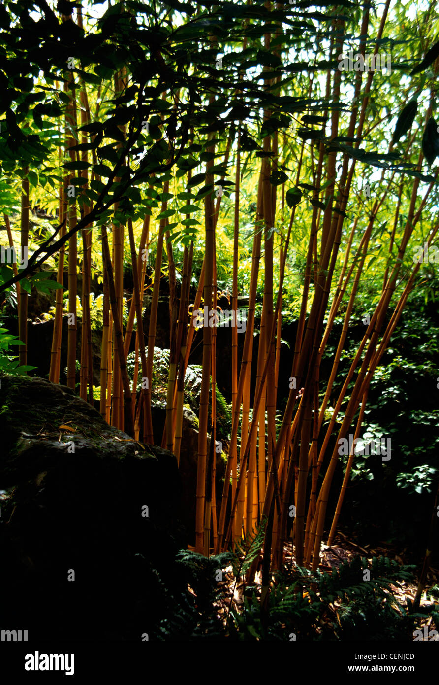 'Golden Golden Bamboo' 'Phyllostachys aurea Holochrysa' growing in a