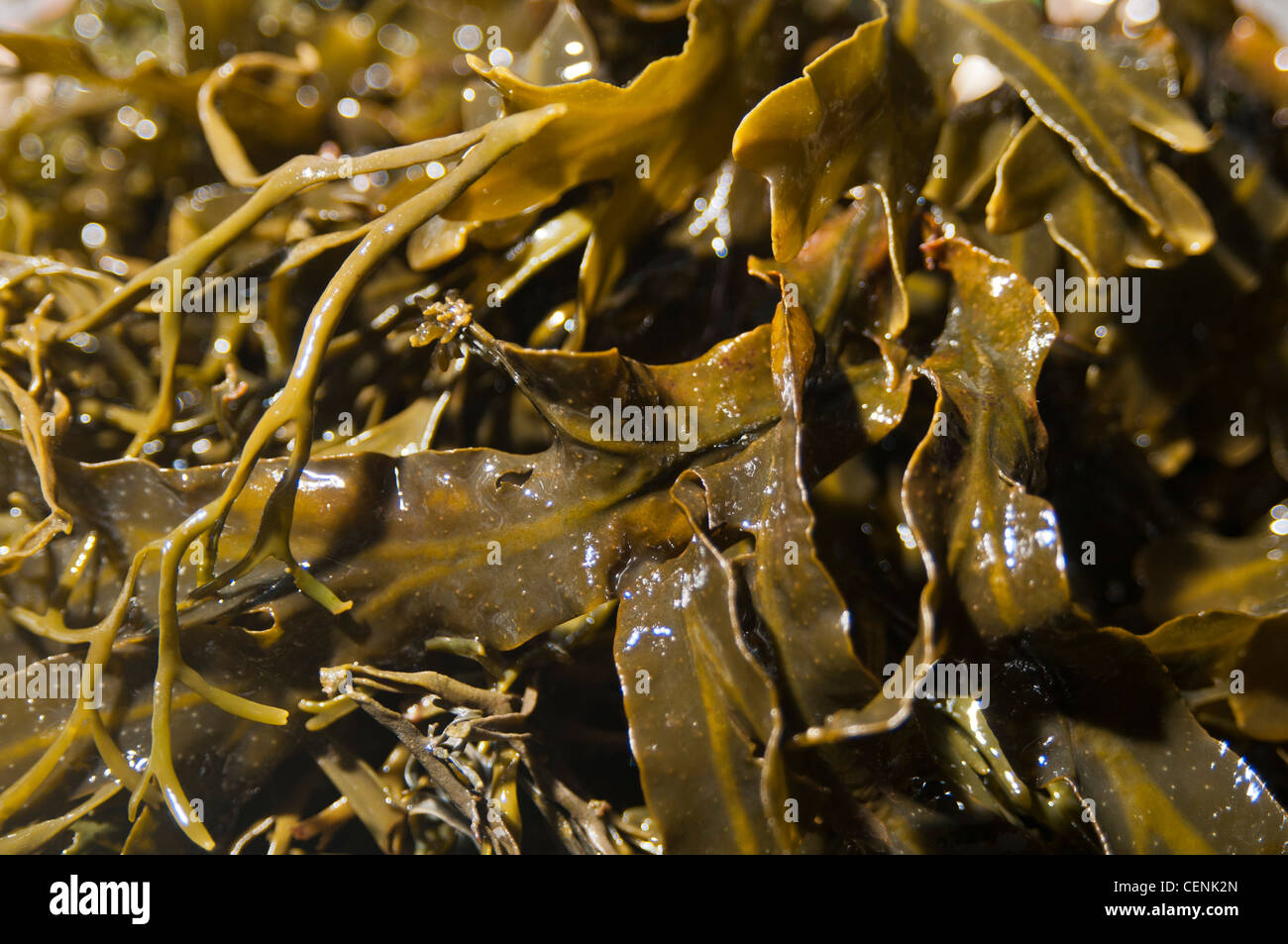 Bladder Wrack Seaweed Stock Photo