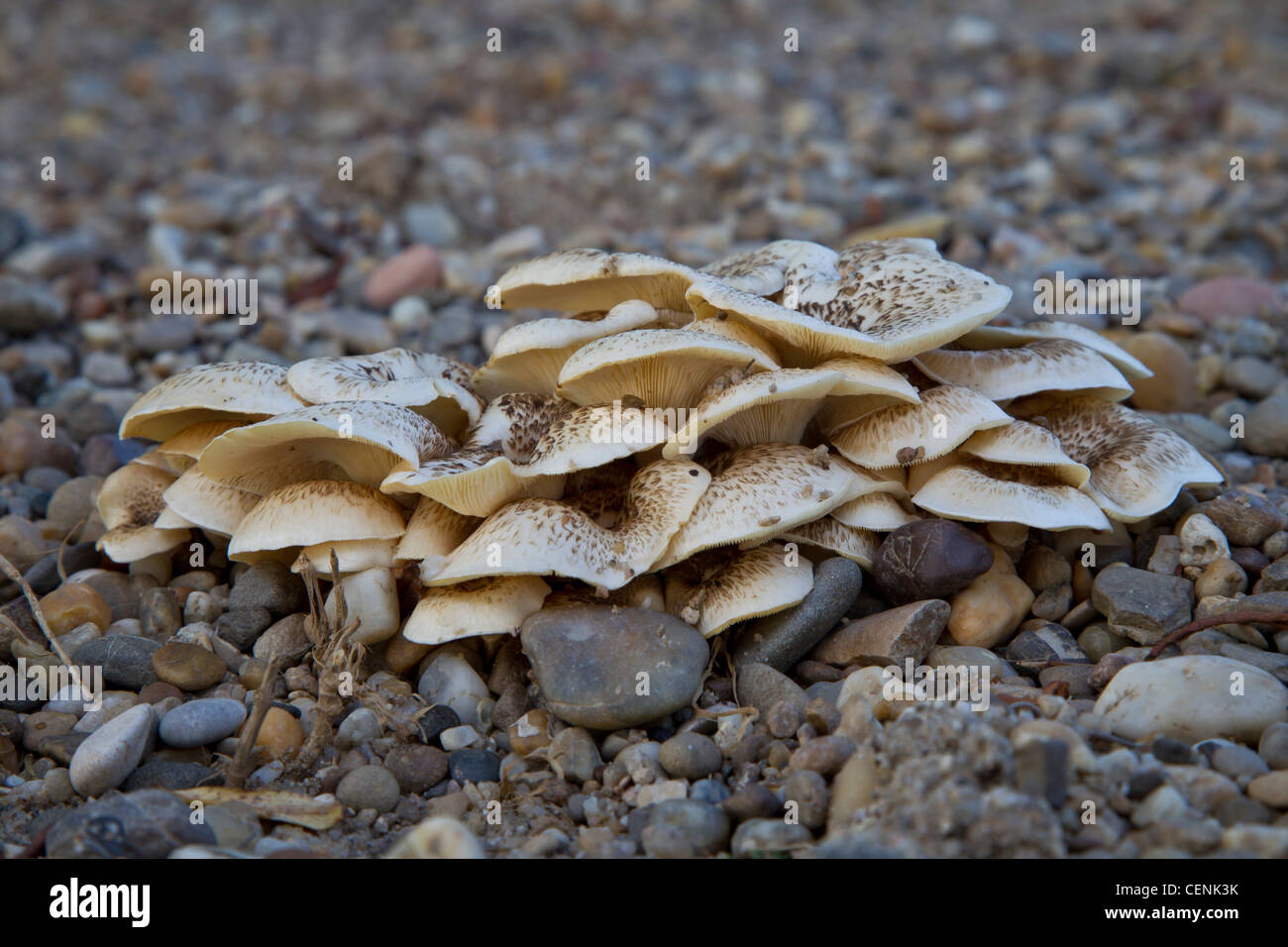 Pilz, mushroom Stock Photo