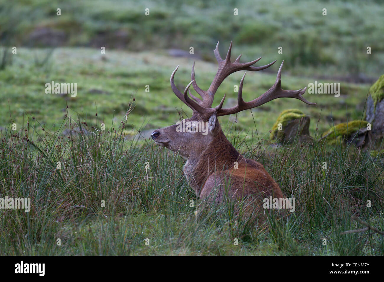 Rothirsch, Cervus elaphus, red deer Stock Photo