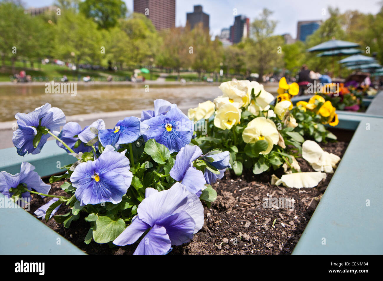 Petunia flowers at the Frog Pond in Boston Common, Boston, Massachusetts, USA Stock Photo Alamy