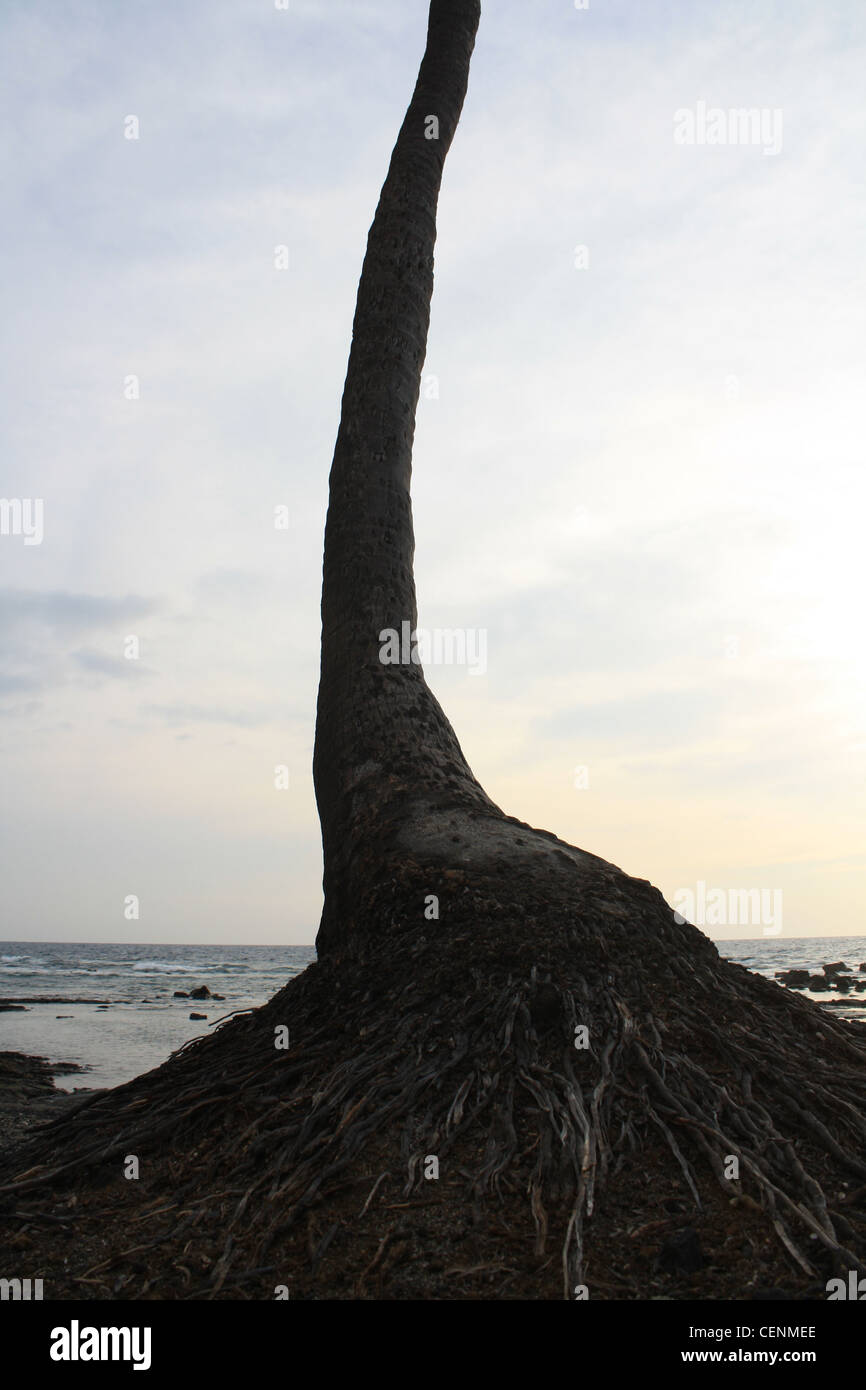 Palm Tree Root Roots Trunk Silhouette Hawaii Tropical Stock Photo