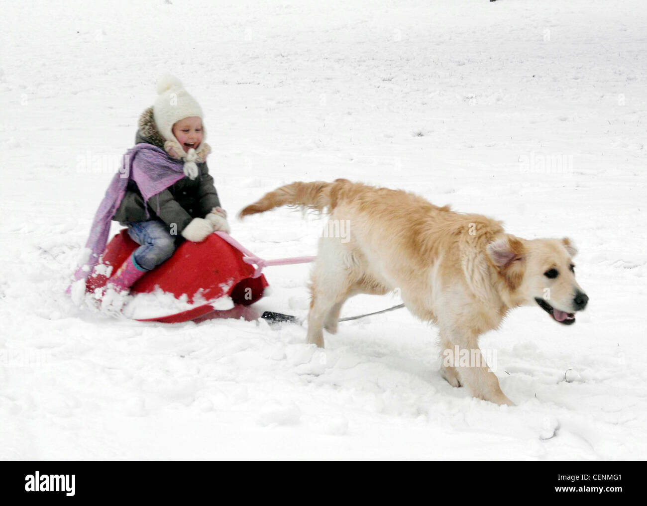 Why Does My Dog Pull On My Clothes