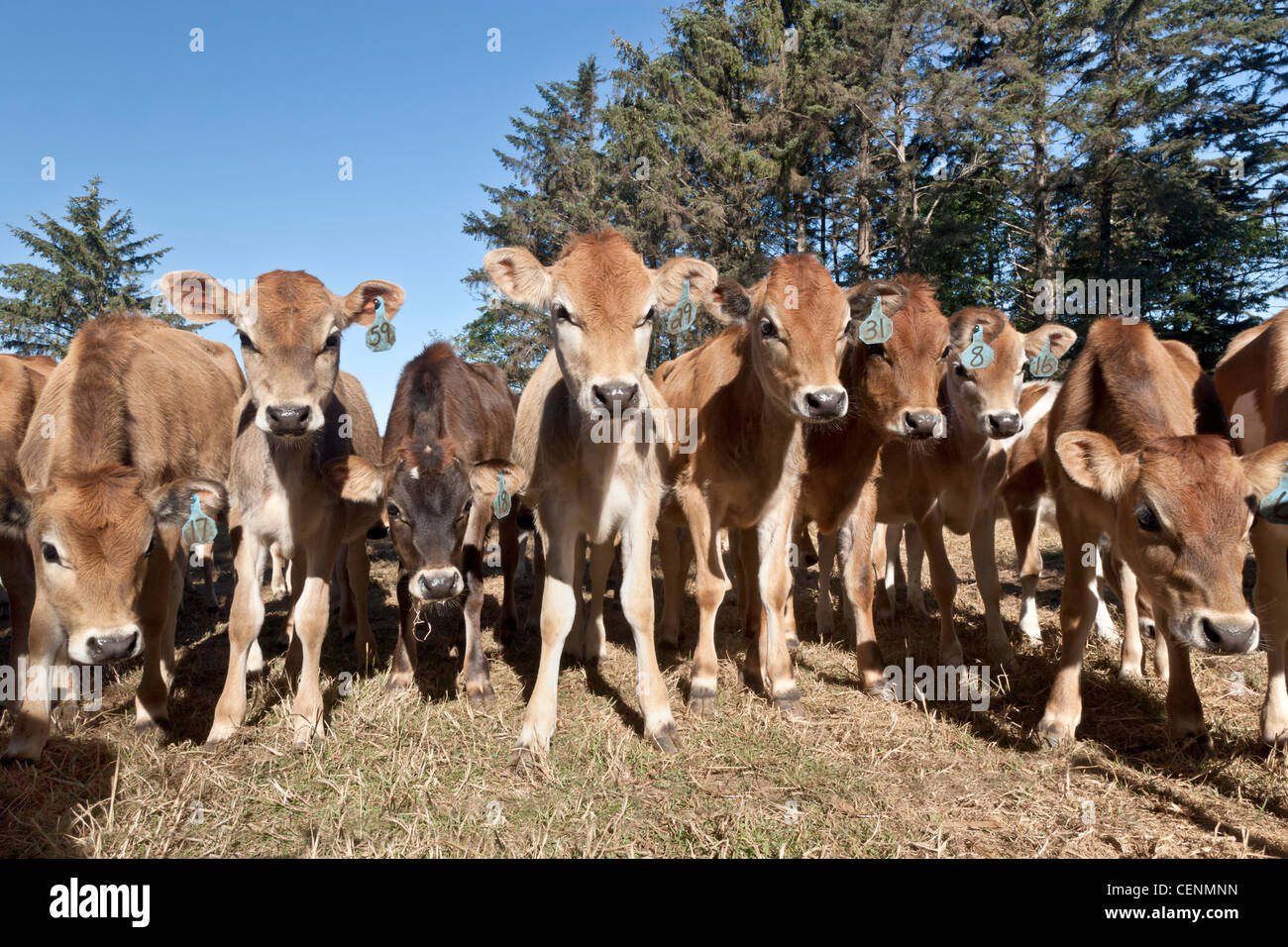Weaned curious Jersey calves at dairy. Stock Photo