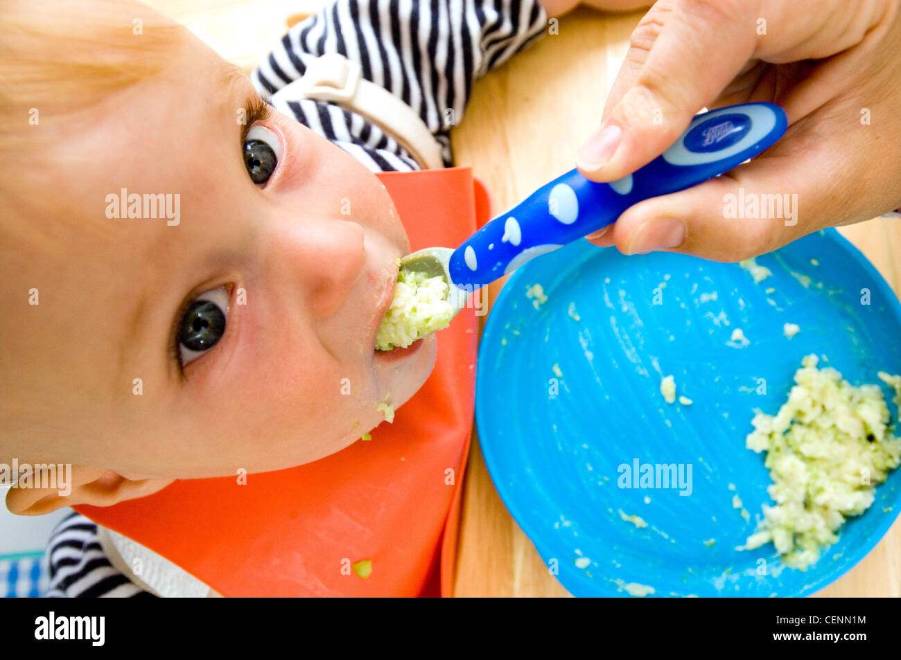 Close up of blonde male child aged months wearing a black and white stripey top and an orange bib being fed baby food a blue Stock Photo