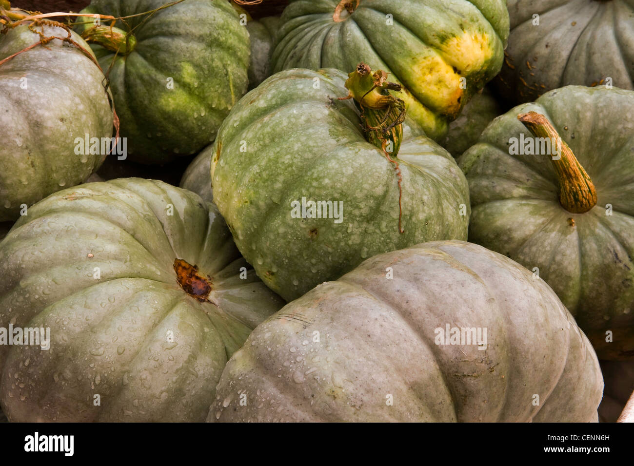 Crown Prince Pumpkin Stock Photo