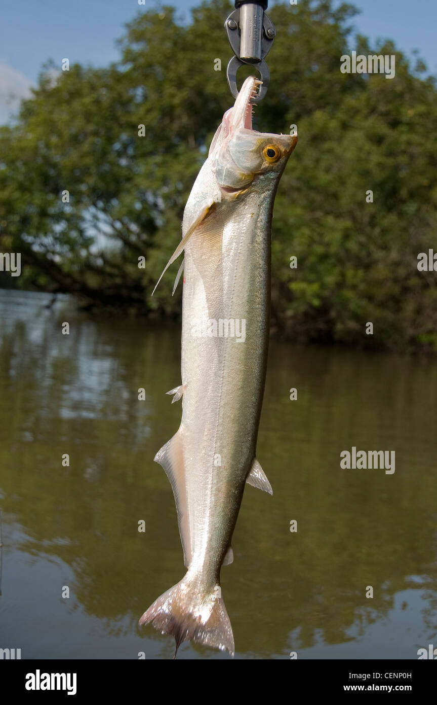 A payara is but one of several species of fish caught on minnow plugs in Brazil's Amazon River tributaries. Stock Photo