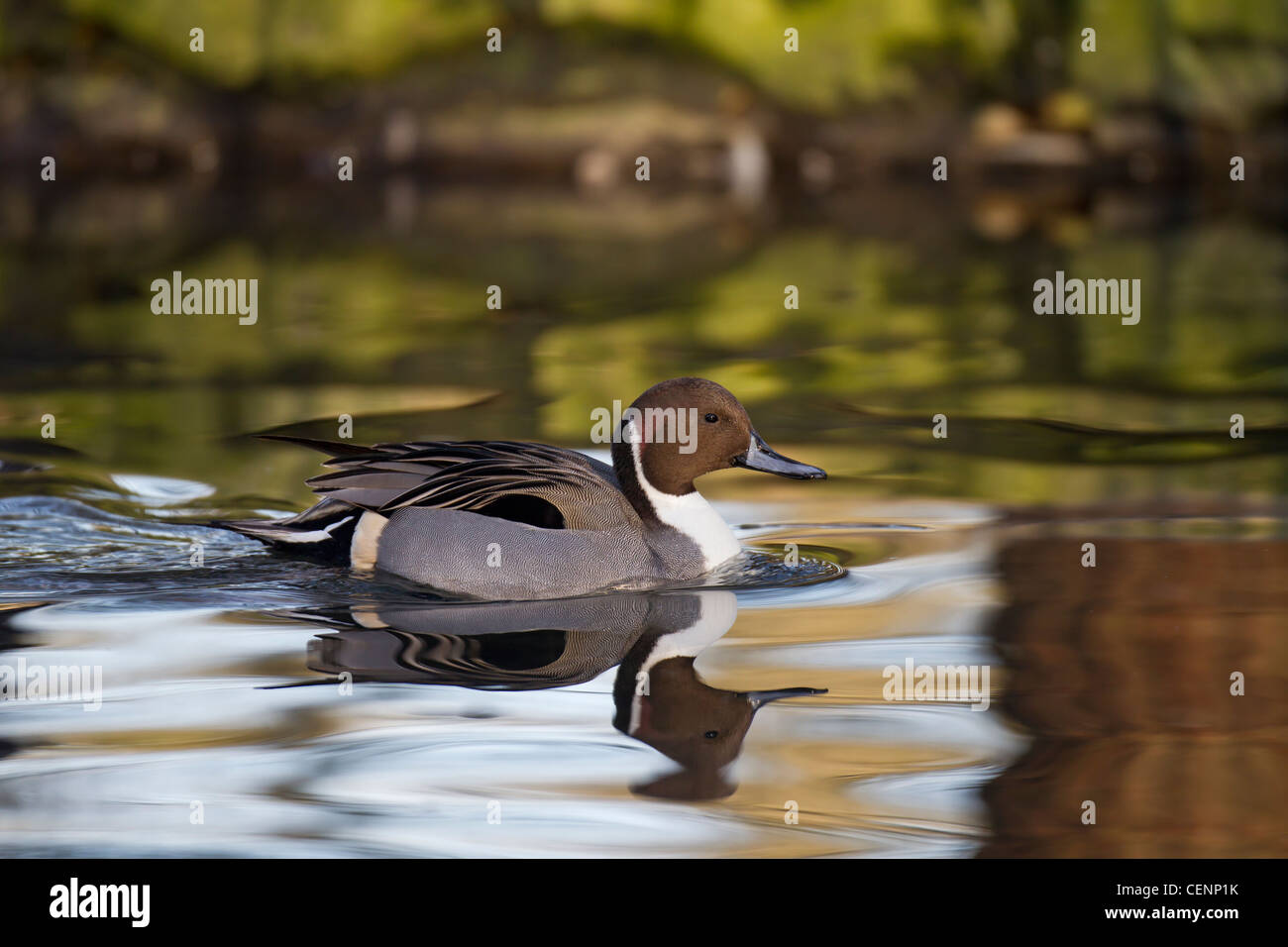 Spiessente, Anas acuta, northern pintail Stock Photo