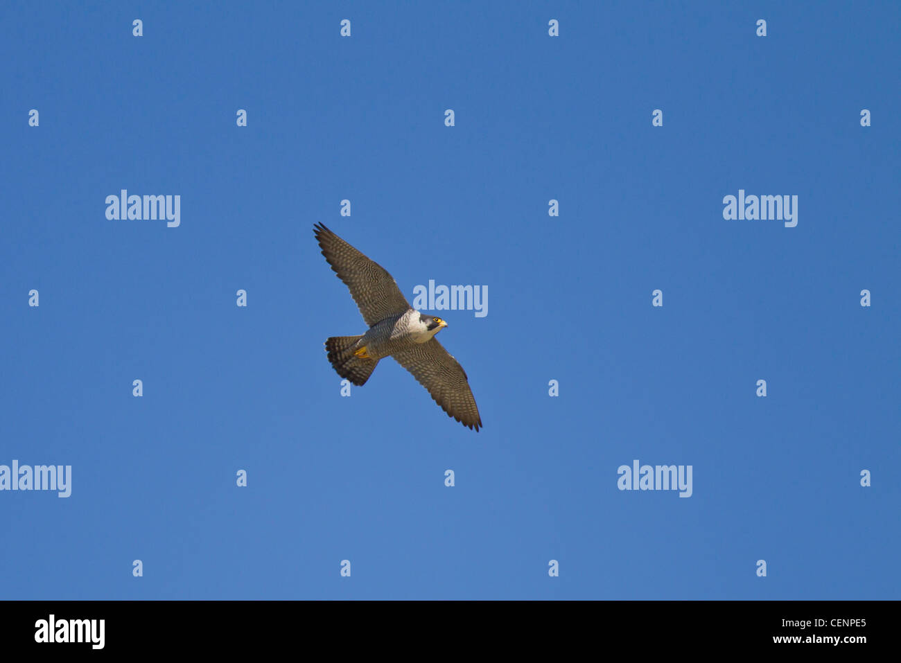 Wanderfalke, Falco peregrinus, peregrine falcon Stock Photo