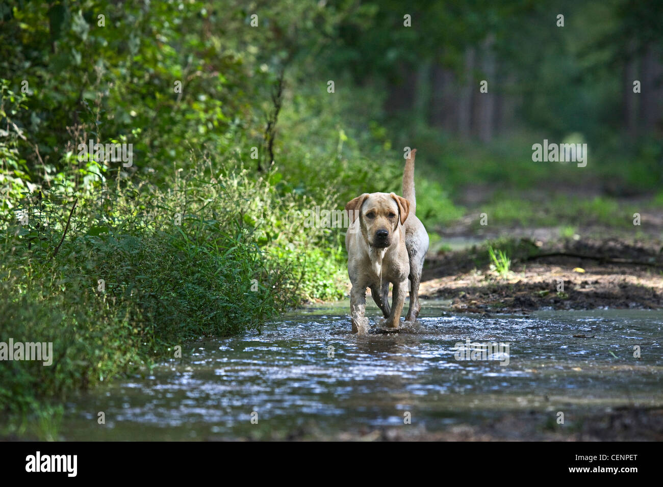 Labrador dog walking through water of muddy puddle on footpath in