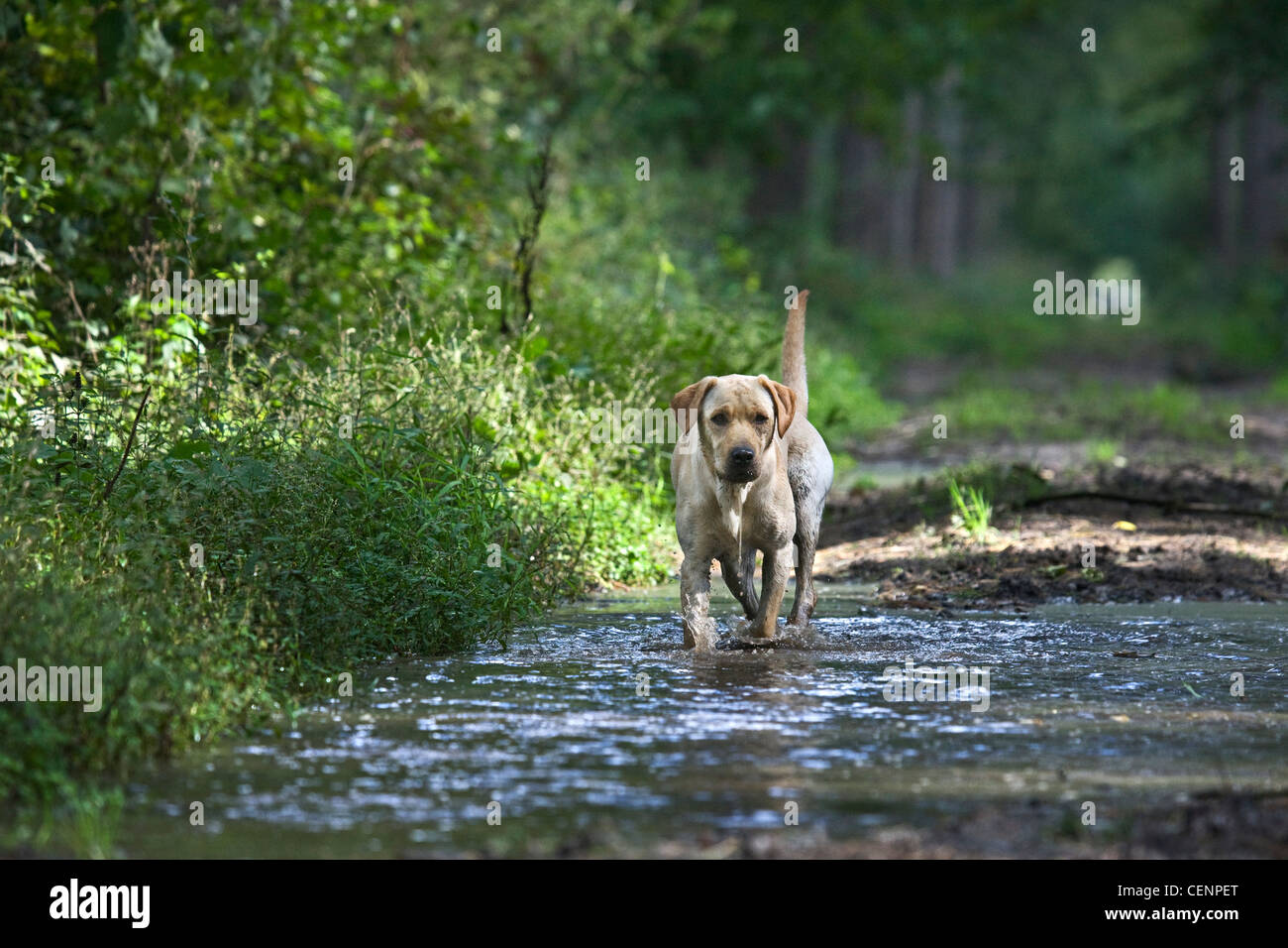 Labrador dog walking through water of muddy puddle on footpath in forest, Belgium Stock Photo