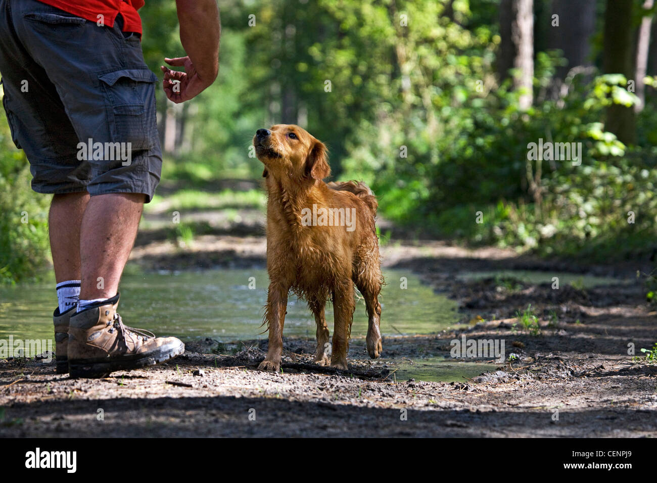 Golden retriever dog with wet fur and man going for a walk on muddy path with puddle in forest, Belgium Stock Photo