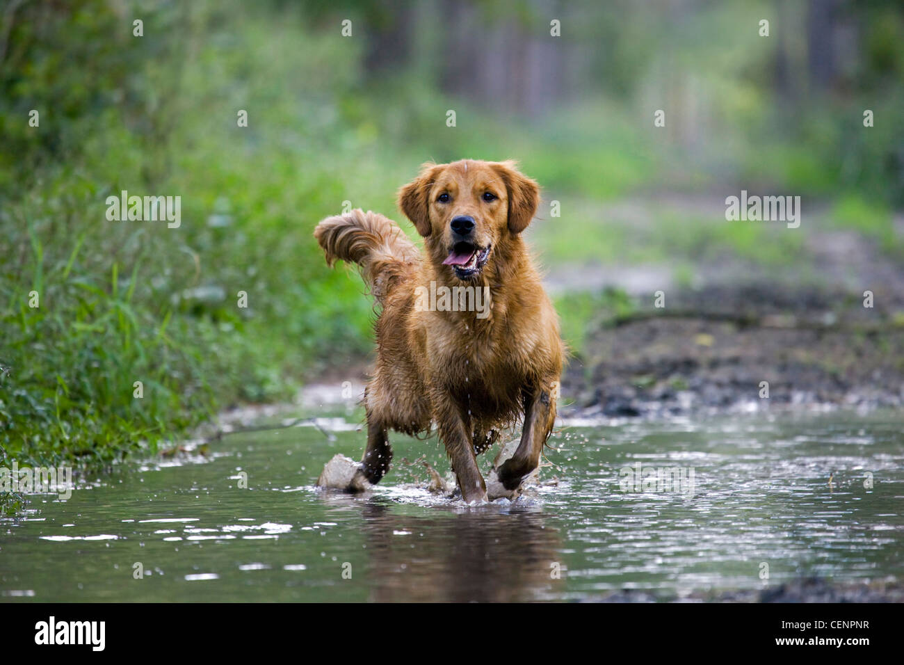 Golden retriever dog running through muddy puddle on forest track, Belgium Stock Photo