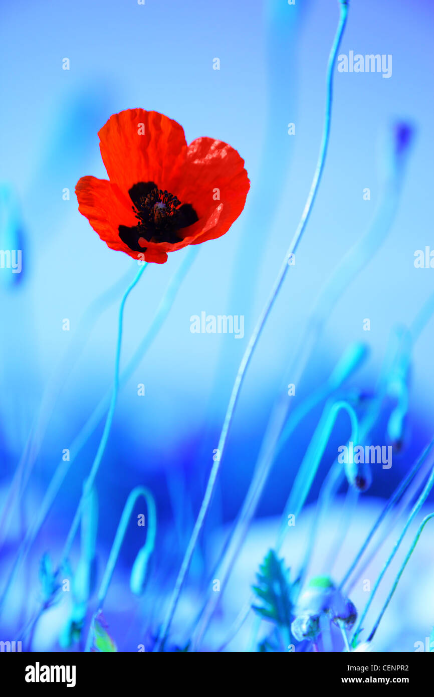 Red poppy flowers meadow over blue background, wildflower field Stock ...