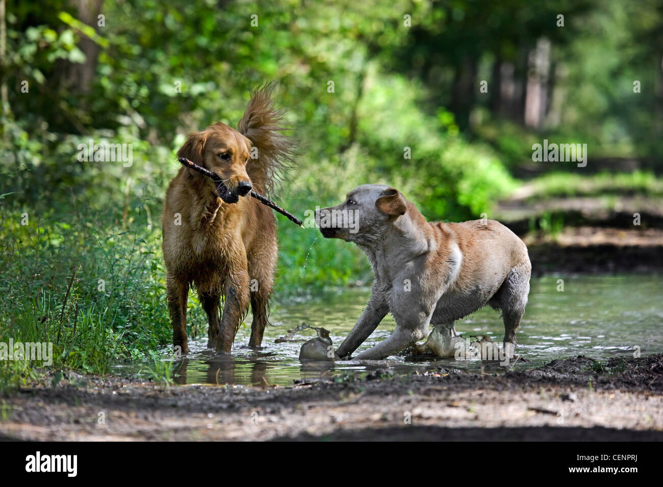 Golden retriever and labrador dogs playing and running with stick through muddy puddle on path in forest, Belgium Stock Photo