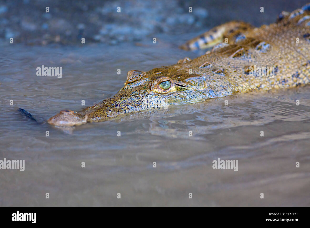 Baby Crocodile swimming in the water, Costa Rica Stock Photo
