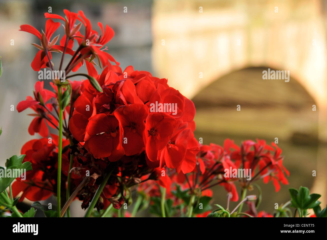 A window sill box with red geraniums  in Nuremberg, Germany Stock Photo