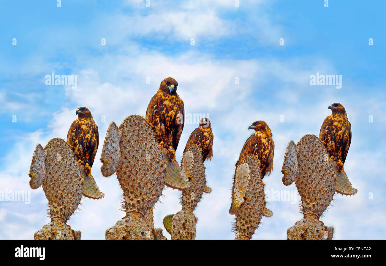 A group of Galapagos Hawks on cacti, Santa Fe Stock Photo