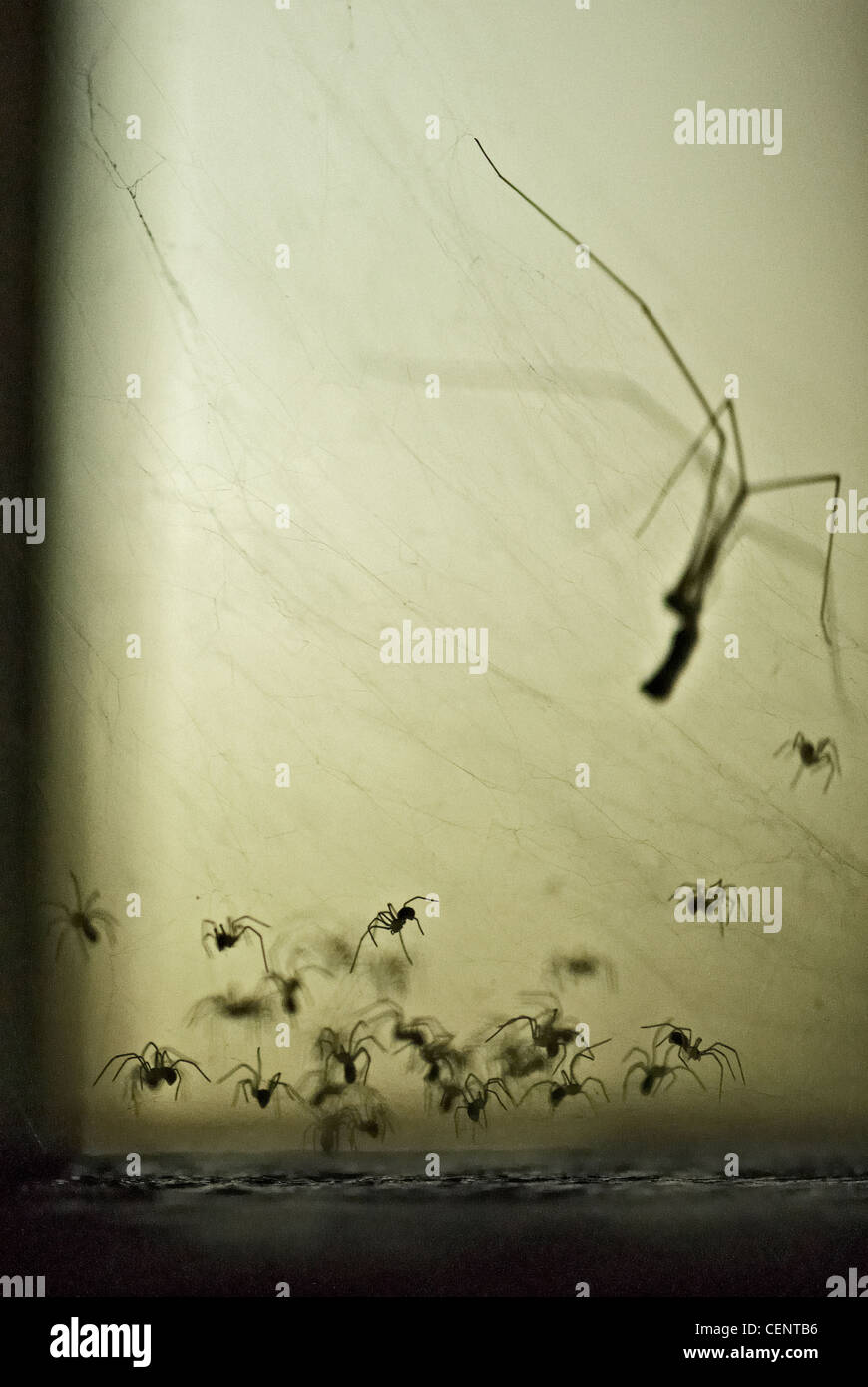 Spider and baby spiders Stock Photo Alamy
