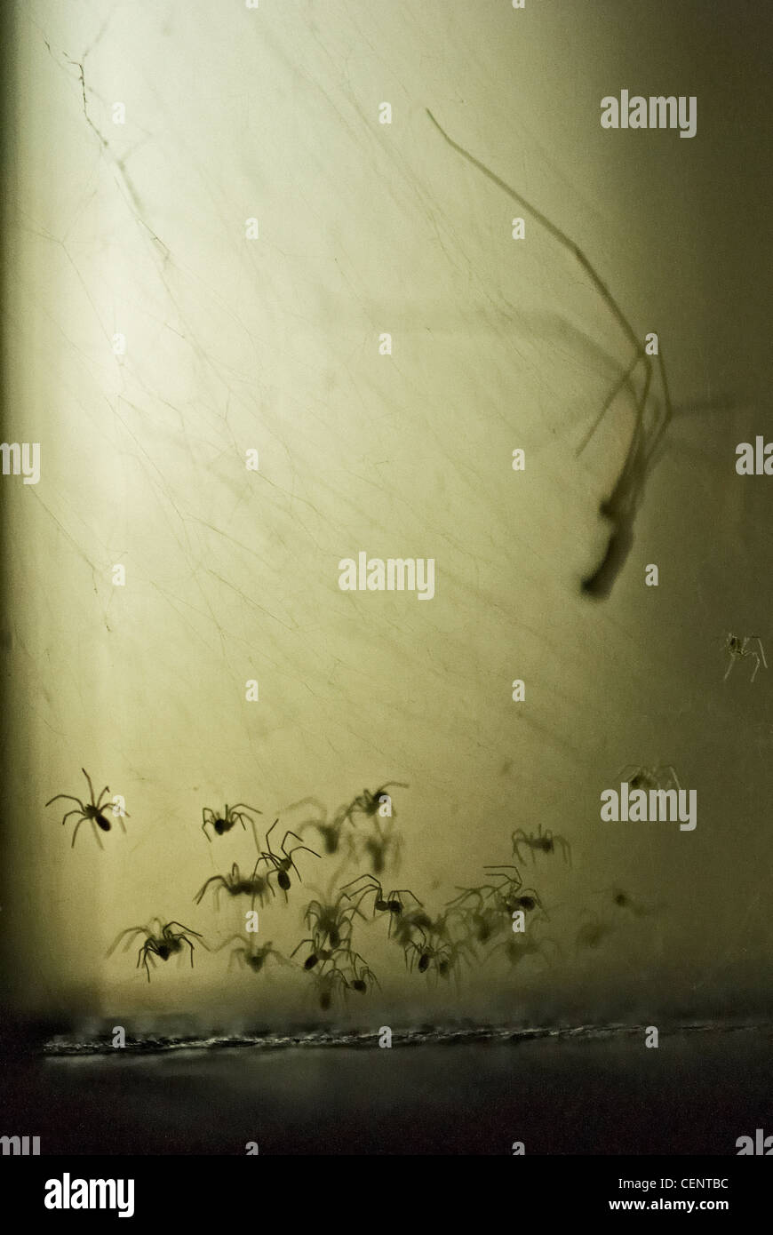 Spider and baby spiders Stock Photo Alamy