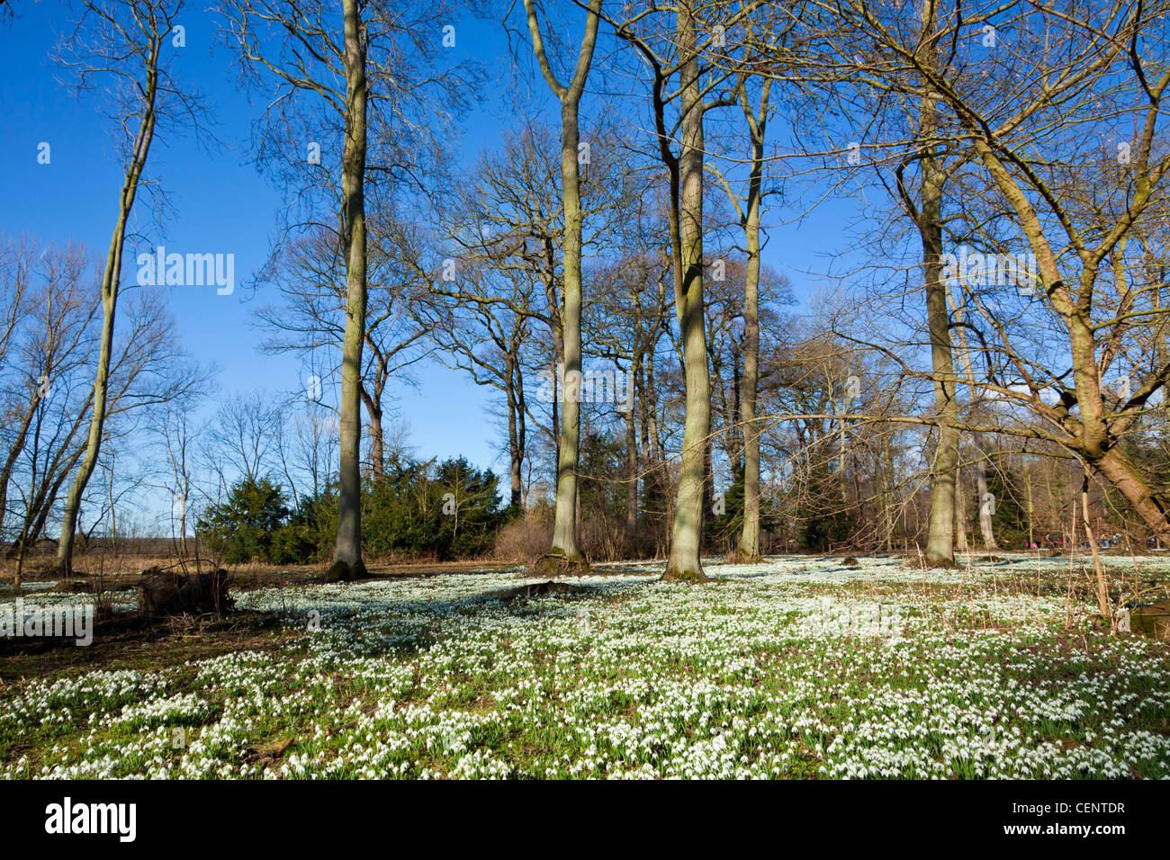 Snowdrops at the famous Hodsock Priory near Worksop Nottinghamshire England GB UK EU Europe Stock Photo