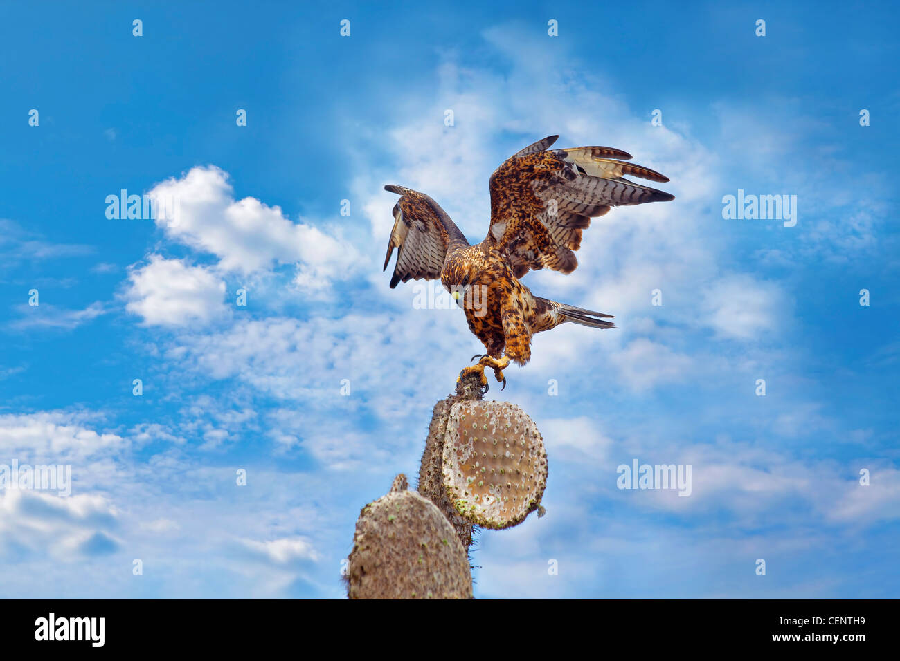 Galapagos hawk hi-res stock photography and images - Alamy
