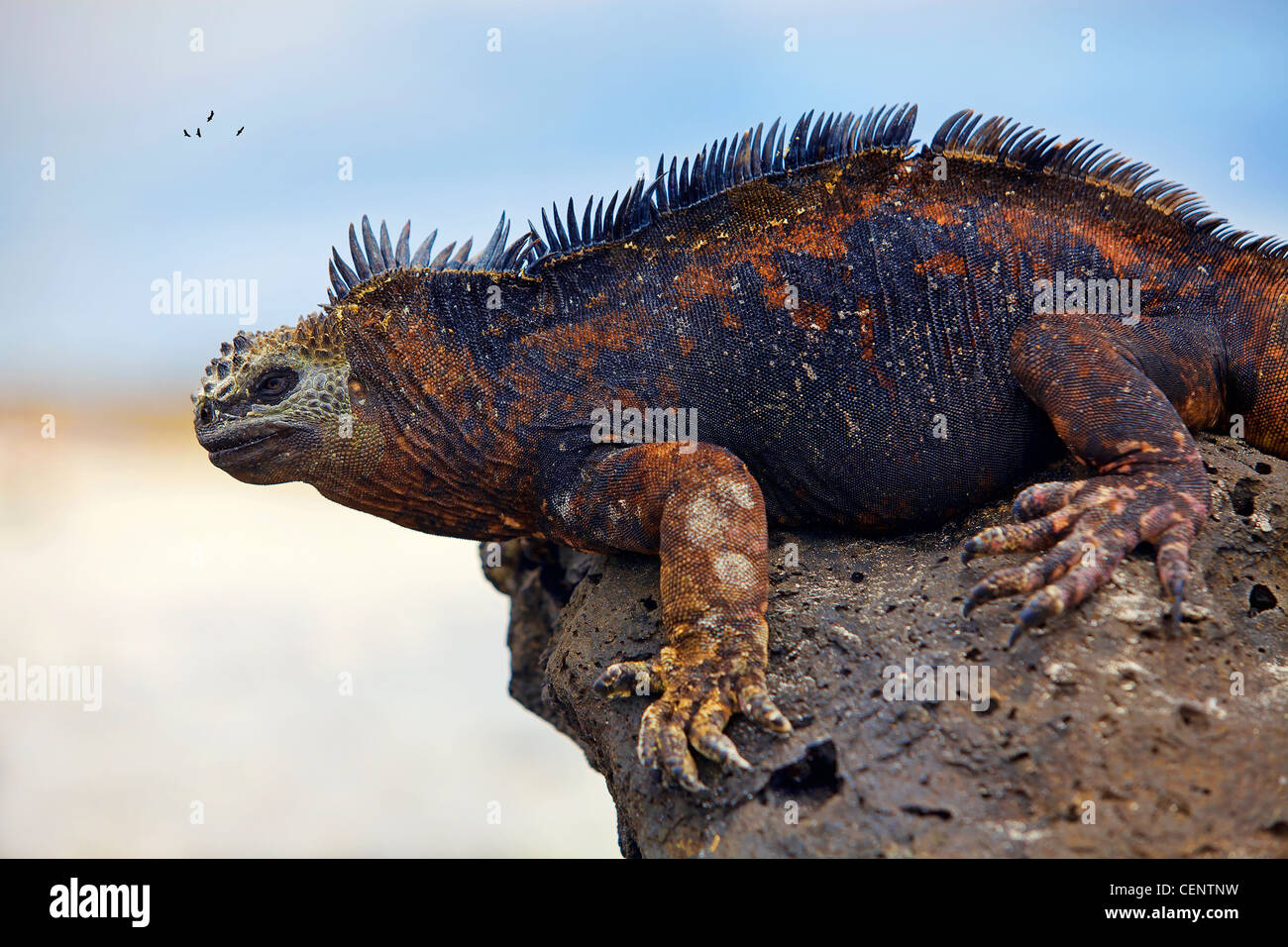Portrait of a Marine Iguana on Galapagos Stock Photo