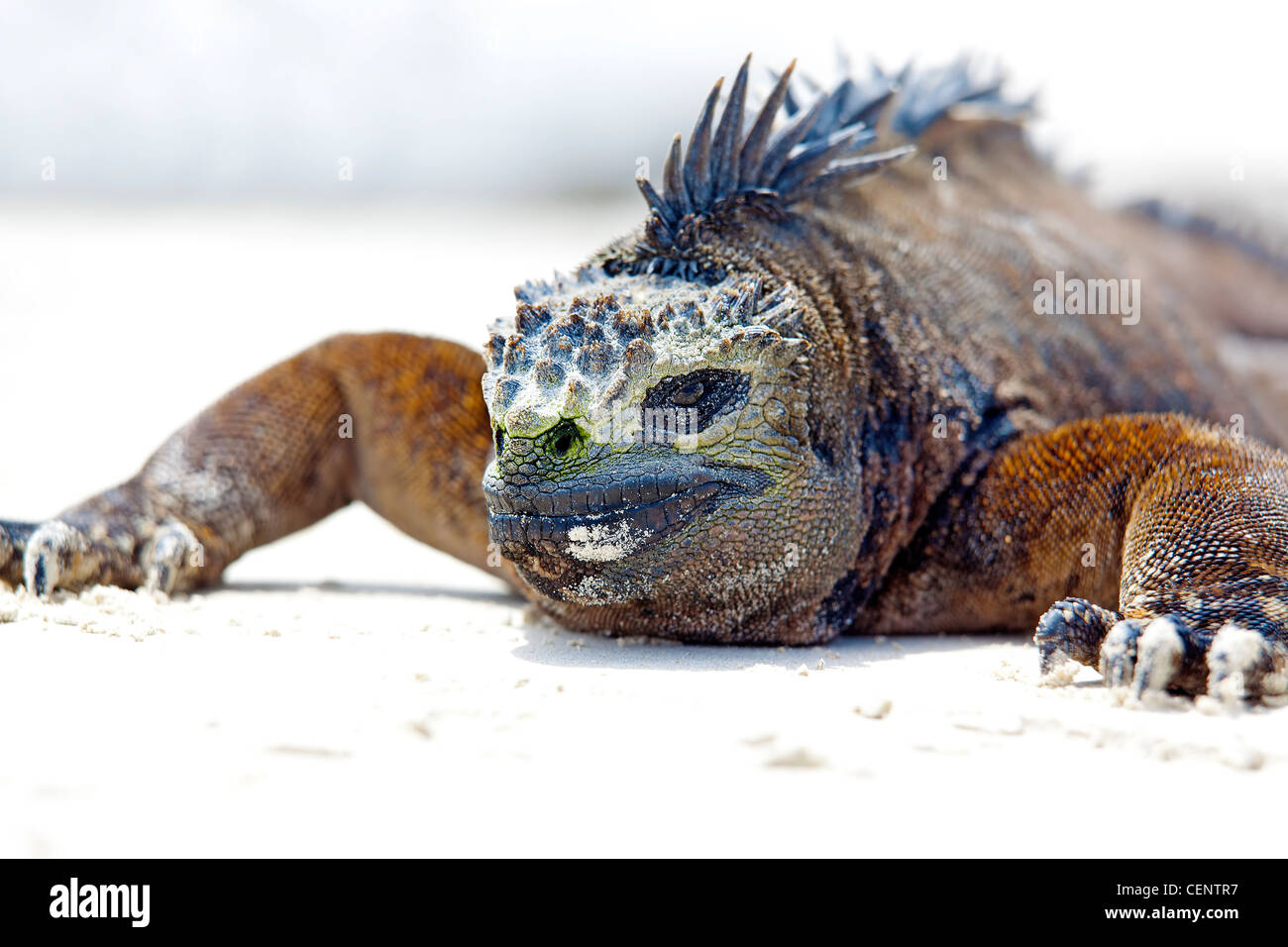 Portrait of a Marine Iguana on Galapagos Stock Photo