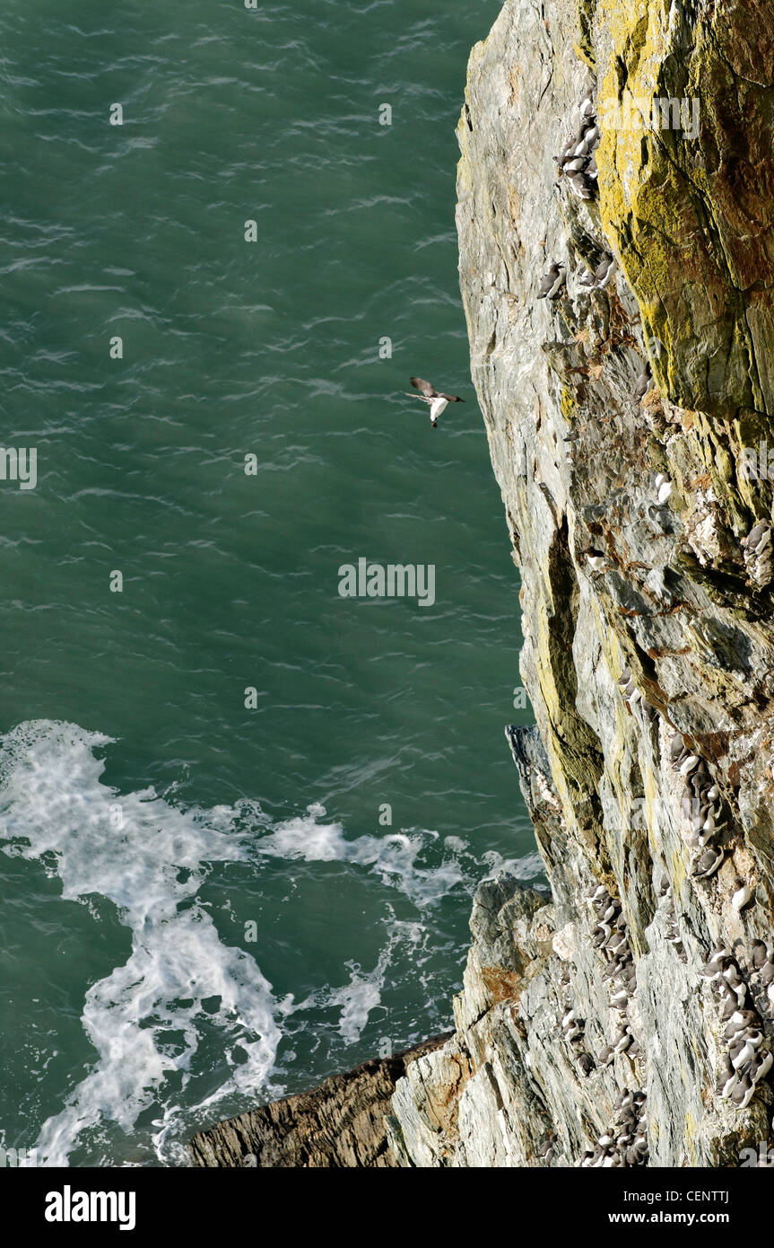 A Guillemot coming in to land at South Stack Anglesey Stock Photo